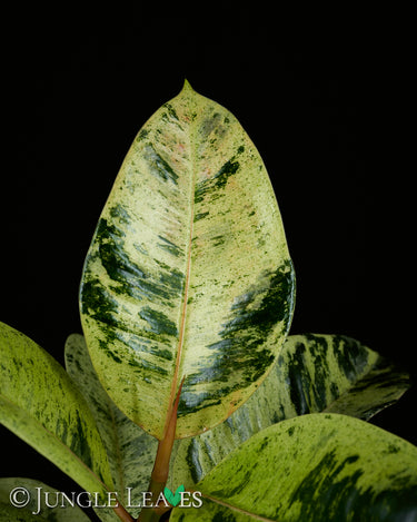 Ficus elastica 'Shivereana Moonshine'