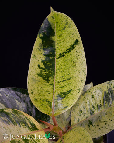 Ficus elastica 'Shivereana Moonshine'