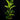 Ficus lyrata - Geigenblattfeige