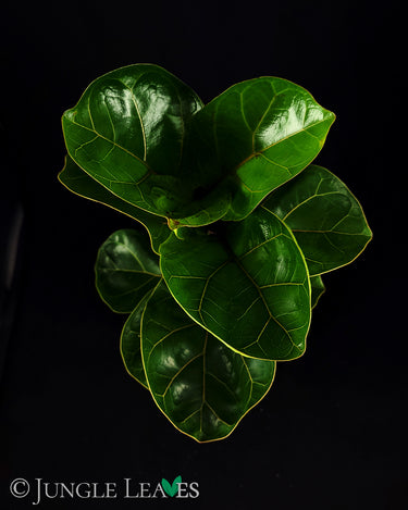 Ficus lyrata - Geigenblattfeige