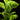 Ficus lyrata - Geigenblattfeige
