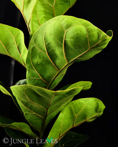 Ficus lyrata - Geigenblattfeige