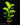 Ficus lyrata - Geigenblattfeige