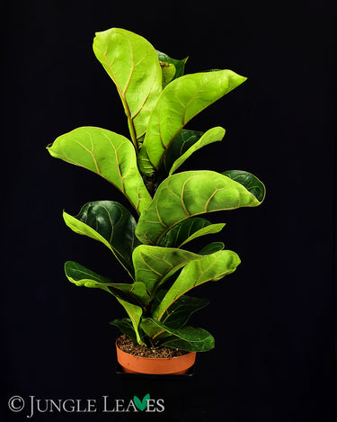 Ficus lyrata - Geigenblattfeige