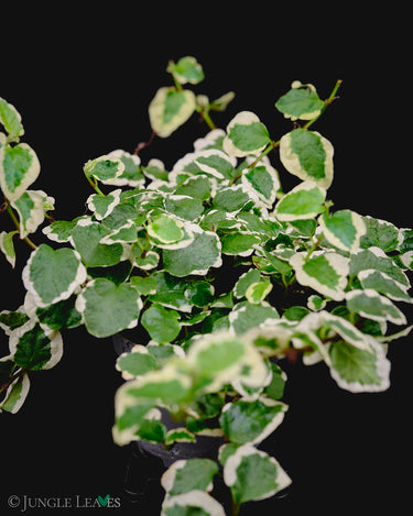 Ficus pumila 'Variegata'