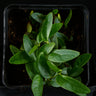 Ficus punctata (sp. Panama)