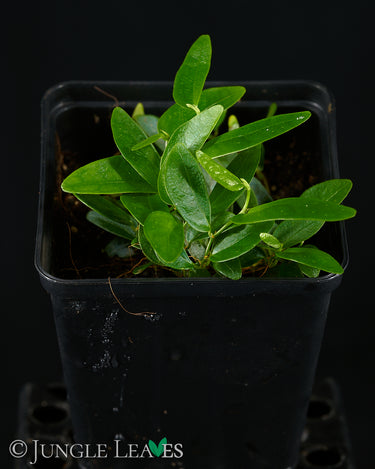 Ficus punctata (sp. Panama)