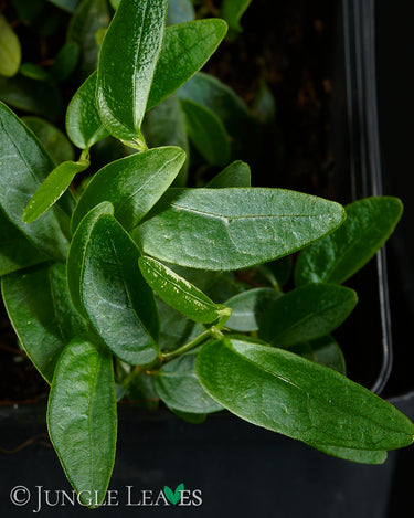 Ficus punctata (sp. Panama)