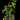 Ficus quercifolia scandens