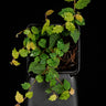 Ficus quercifolia scandens