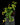 Ficus quercifolia scandens