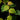 Ficus quercifolia scandens