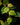 Ficus quercifolia scandens