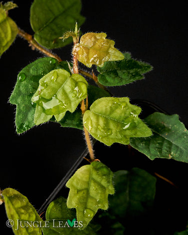 Ficus quercifolia scandens
