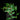 Ficus radicans