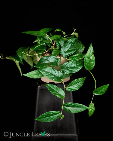 Ficus radicans