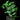 Ficus radicans