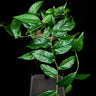 Ficus radicans