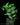 Ficus radicans