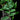 Ficus radicans