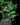 Ficus radicans