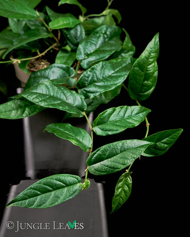 Ficus radicans