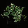 Ficus saggitata (radicans) 'Variegata'