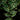 Ficus saggitata (radicans) 'Variegata'