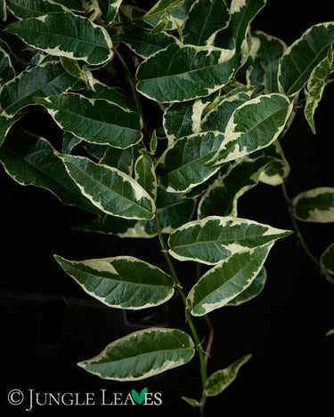 Ficus saggitata (radicans) 'Variegata'
