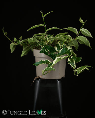 Ficus saggitata (radicans) 'Variegata'