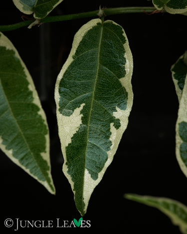 Ficus saggitata (radicans) 'Variegata'