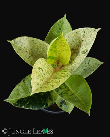 Ficus shiveriana 'Moonshine'