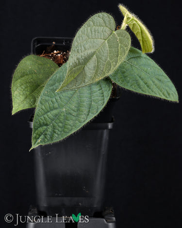 Ficus villosa