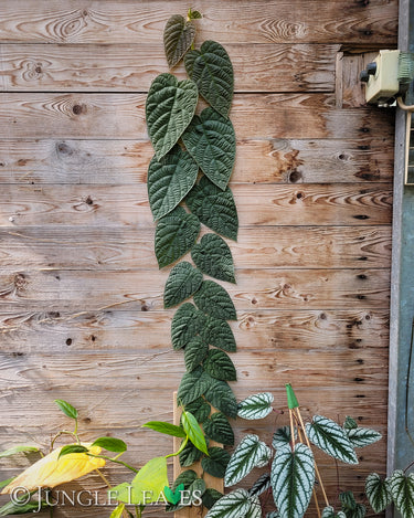 Ficus villosa