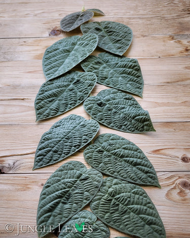 Ficus villosa