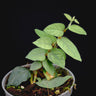 Ficus villosa 'Silver'