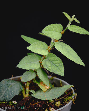 Ficus villosa 'Silver'