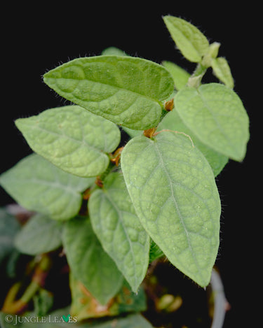 Ficus villosa 'Silver'