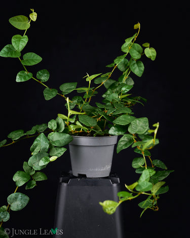 Ficus pumila