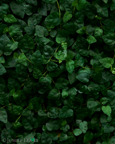 Ficus spec. Kolumbien