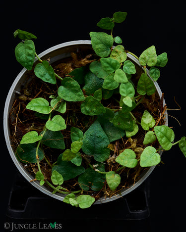 Ficus spec. Kolumbien