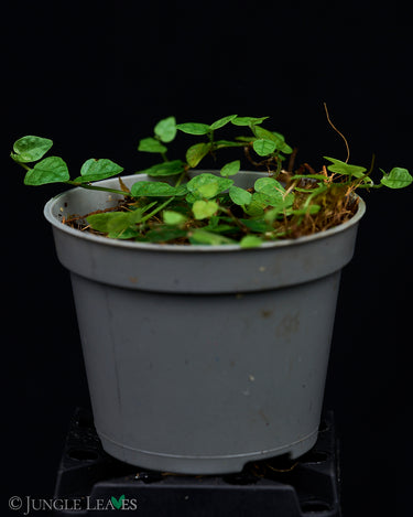 Ficus spec. Kolumbien