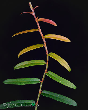 Ficus sp. 'Narrow Leaf'