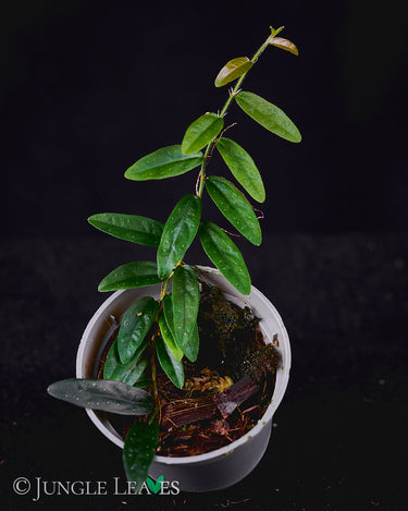 Ficus sp. 'Narrow Leaf'