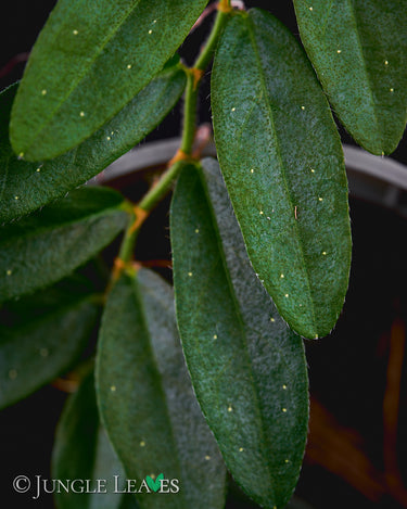 Ficus sp. 'Narrow Leaf'