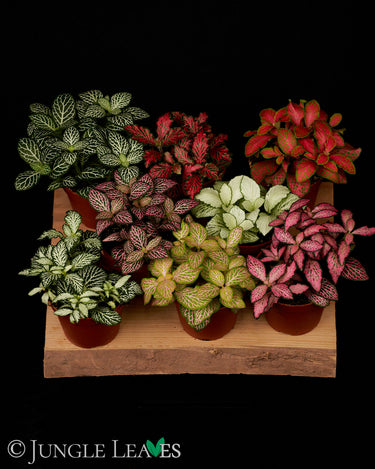 Fittonia Mix