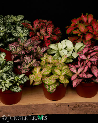 Fittonia Mix