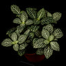 Fittonia albivenis