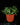 Fittonia albivenis