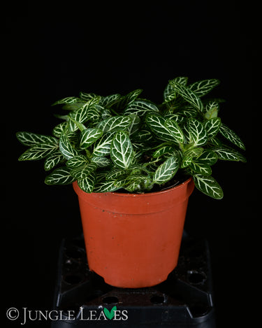 Fittonia albivenis